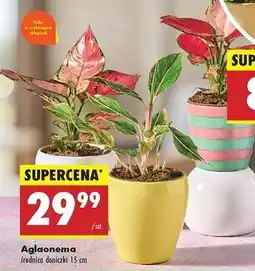 Biedronka Aglaonema oferta