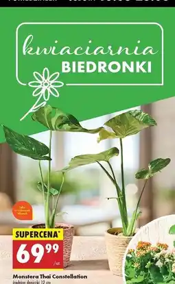 Biedronka Monstera thai constallation oferta