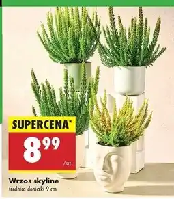 Biedronka Wrzos skyline 9cm oferta