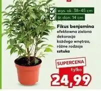 Kaufland Fikus benjamina śr. doniczki 14 cm oferta