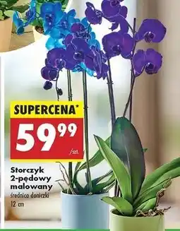 Biedronka Storczyk 2-pędowy 12 cm oferta