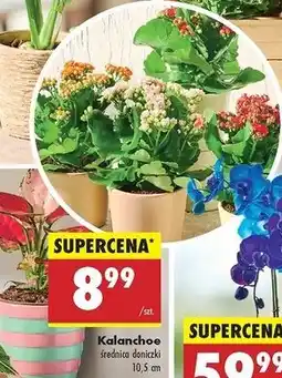 Biedronka Kalanchoe 10.5 cm oferta