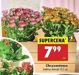 Biedronka Chryzantema śr. don. 10.5 cm oferta