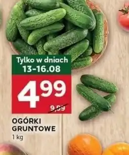 Stokrotka Optima Ogórki gruntowe oferta