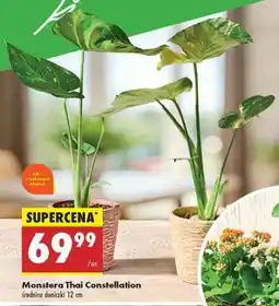 Biedronka Monstera Thai Constellation oferta