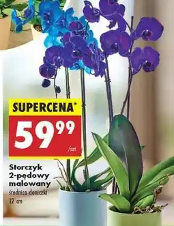 Biedronka Storczyk 2 pędowy malowany oferta