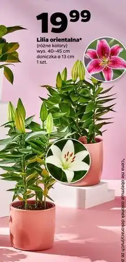 Netto Lilia orientalna 13 cm oferta
