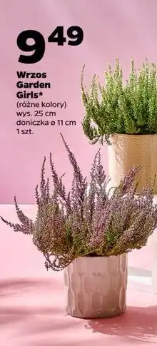 Netto Wrzos garden girls donica 11 cm oferta