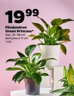 Netto Filodendron green princess oferta