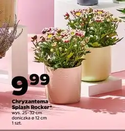 Netto Chryzantema splash rocker don. 12 cm oferta