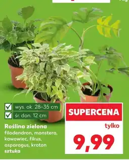 Kaufland Roślina doniczkowa Ok oferta