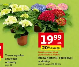 Auchan Krzew oferta