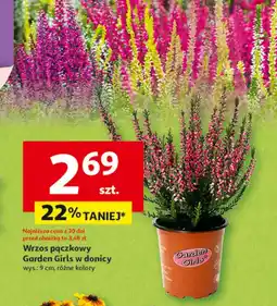 Auchan Wrzos Gardenic oferta