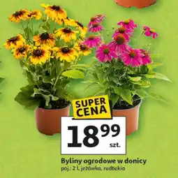 Auchan Rudbekia oferta