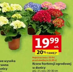 Auchan Hortensja bukietowa don. 3 l oferta