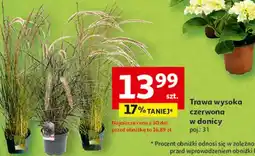 Auchan Trawa wysoka czerwona oferta