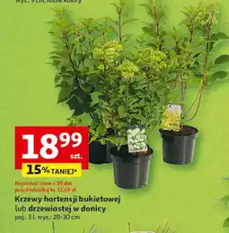 Auchan Krzew hortensji drzewiastej oferta
