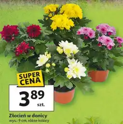 Auchan Złocień w doniczce śr. 9 cm oferta