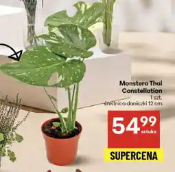 Delikatesy Centrum Monstera Thai Constellation oferta