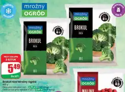 Dino Brokuł róża Mroźny Ogród oferta