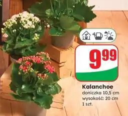 Dino Kalanchoe oferta