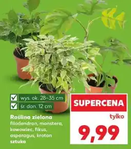 Kaufland Roślina zielona oferta
