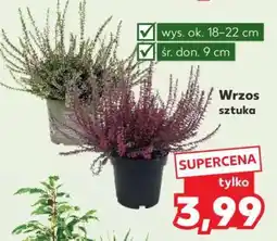 Kaufland Wrzos sztuka oferta