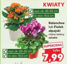 Kaufland Kalanchoe lub Fiołek alpejski oferta