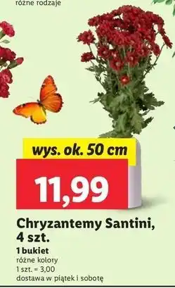 Lidl Chryzantema oferta