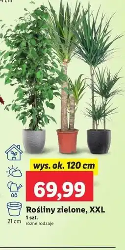 Lidl Roślina zielona oferta