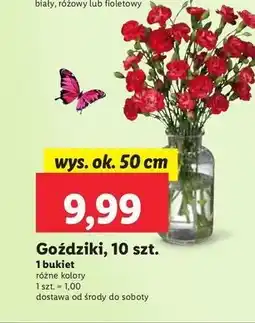 Lidl Goździki bukiet oferta