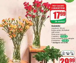 Dino Goździki 50 cm oferta