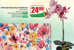 Dino Storczyk oferta