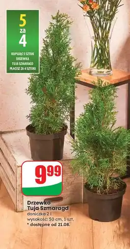 Dino Tuja szmaragd 50 cm oferta