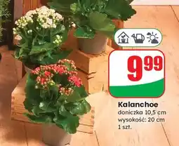 Dino Kalanchoe 10.5 cm oferta