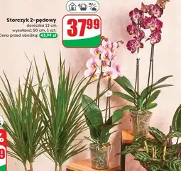 Dino Storczyk 2-pędowy oferta