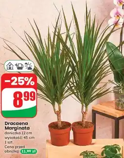 Dino Dracena marginata oferta