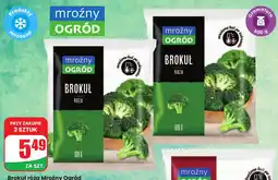 Dino Brokuł róża Mrożny Ogród Mroźny Ogród oferta