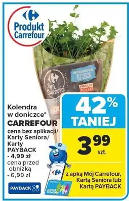 Carrefour Market Kolendra w doniczce Carrefour oferta