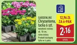 ALDI Chryzantema Gardenline oferta