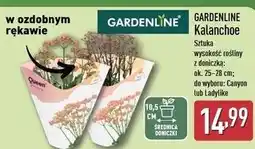 ALDI Kalanchoe ladylike Gardenline oferta