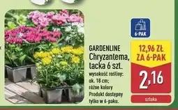 ALDI Chryzantemy Gardenline oferta