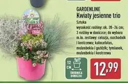 ALDI Kwiaty jesienne trio don. 12 cm Gardenline oferta