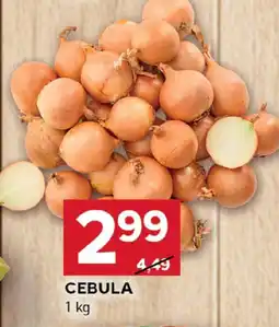 Stokrotka Cebula Stokrotka oferta
