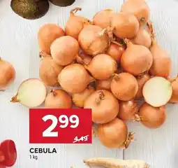 Stokrotka Cebula Stokrotka oferta