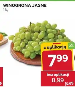 Stokrotka Winogrona jasne Stokrotka oferta