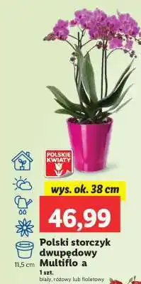 Lidl Polski storczyk dwupędowy Multiflo a oferta