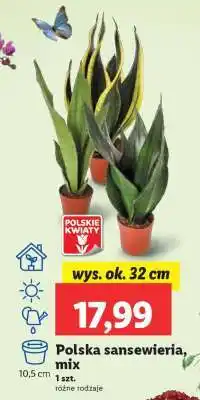 Lidl Polska sansewieria, mix oferta