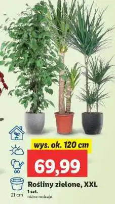 Lidl Rośliny zielone, XXL oferta