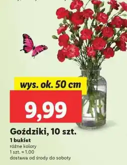 Lidl Goździki, 10 szt oferta
